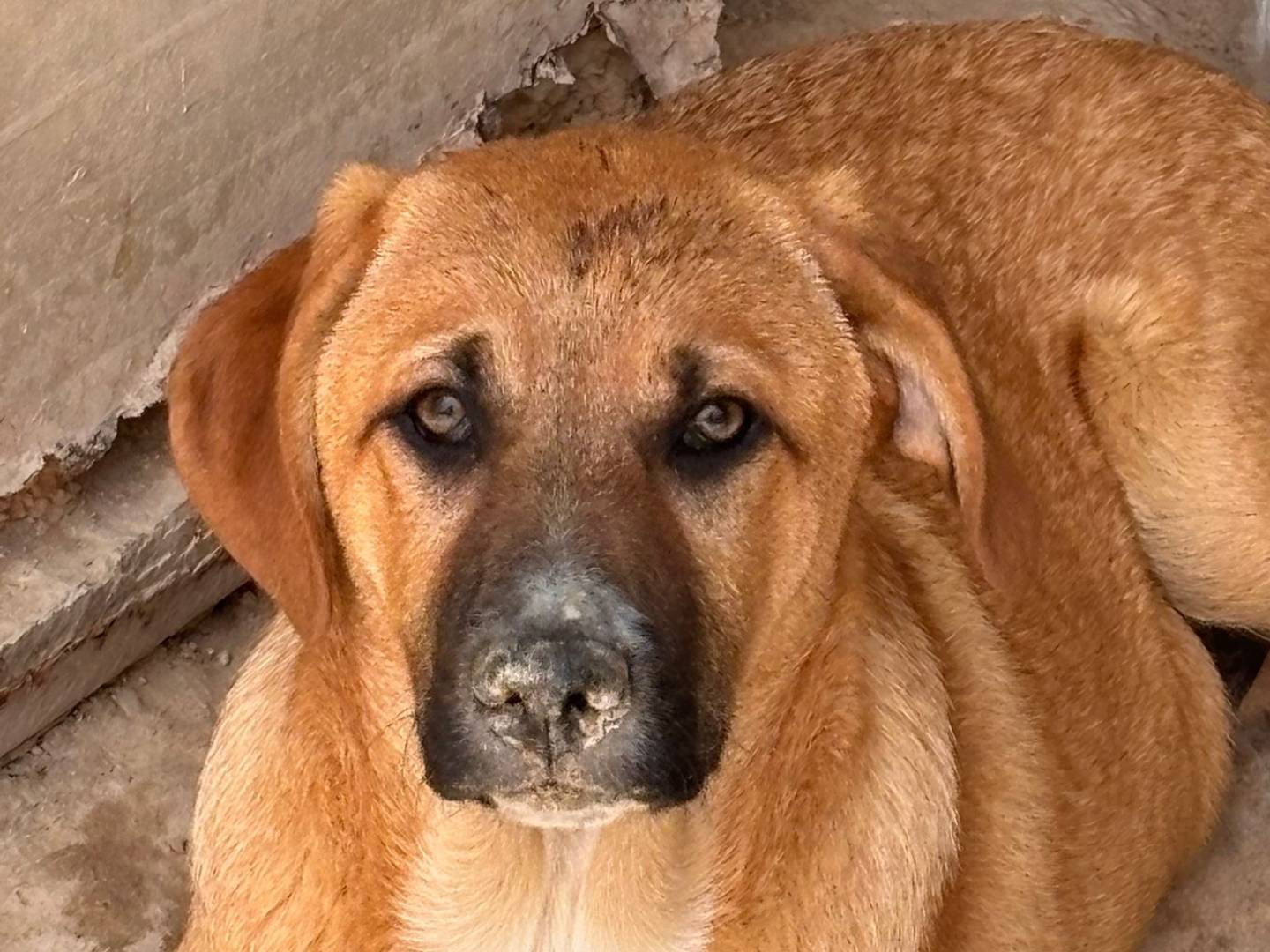 Adotta un cane, maschio, 3 mesi, Ragusa