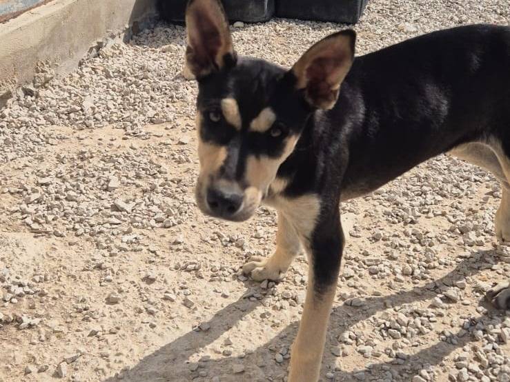 Adotta un cane, taglia media, femmina, Ragusa