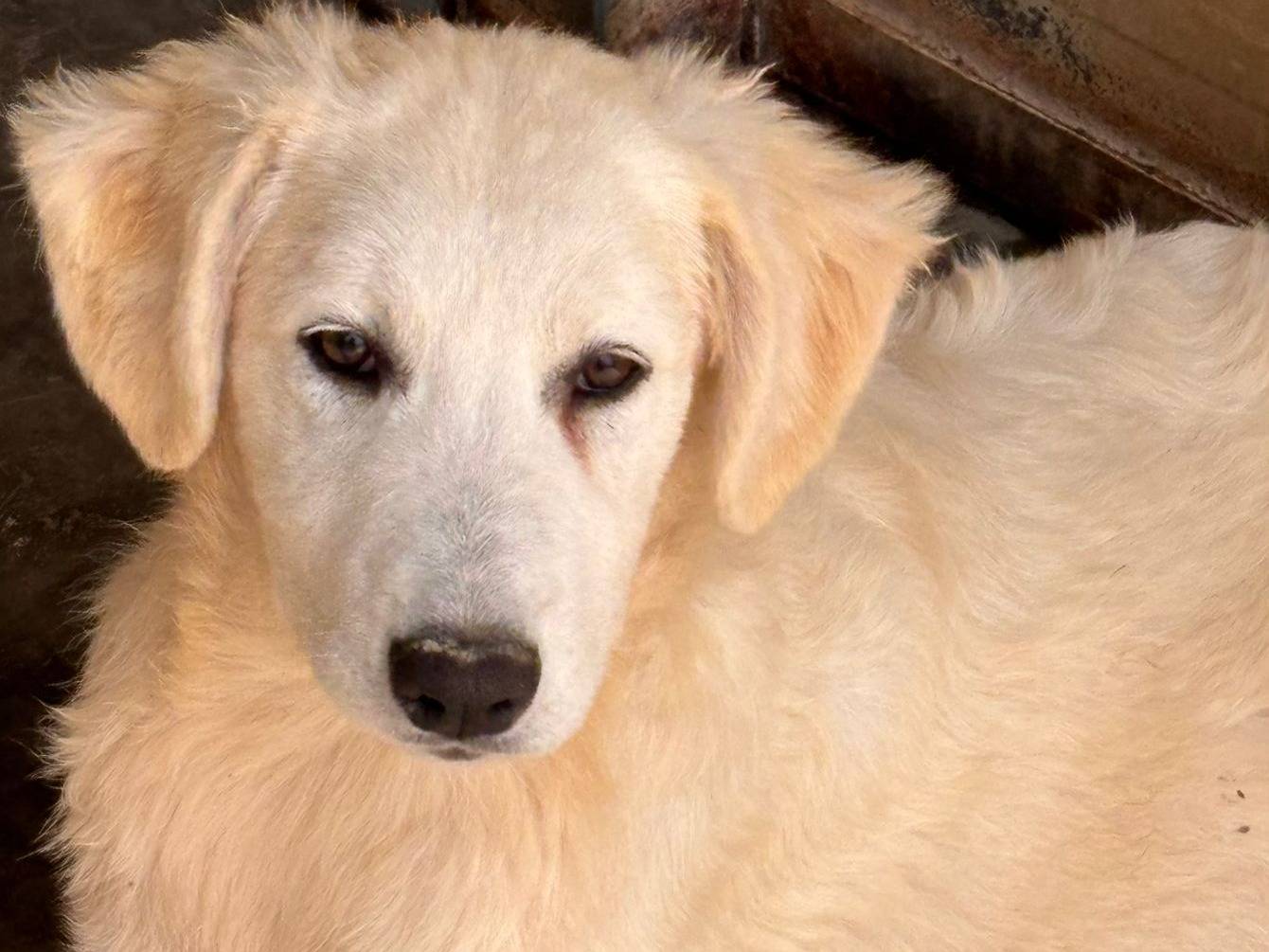 Adozione cane, femmina, Pastore maremmano Razza sconosciuta, 3 mesi, taglia gigante, Ragusa