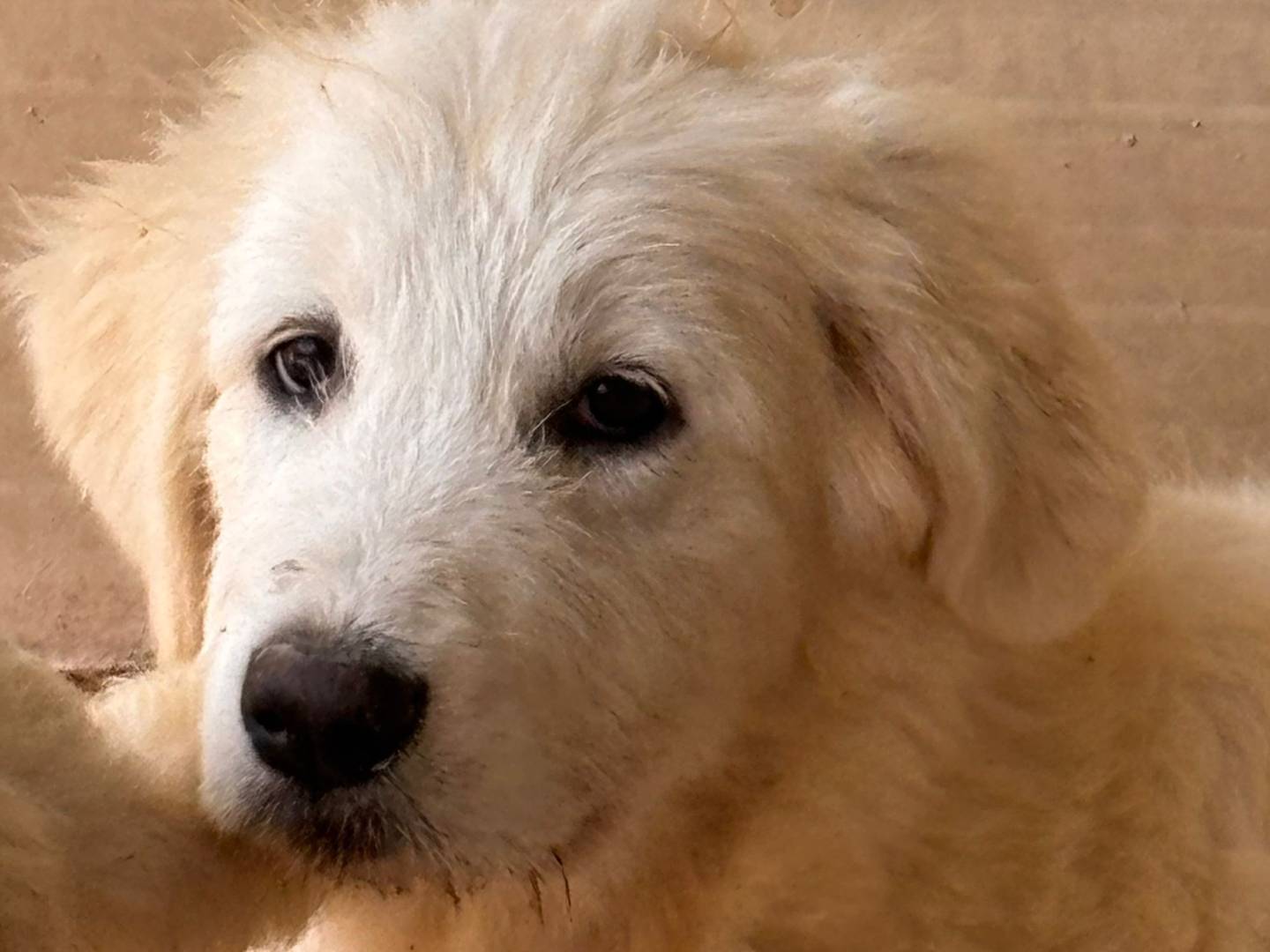 Adotta un cane, femmina, 3 mesi, Ragusa