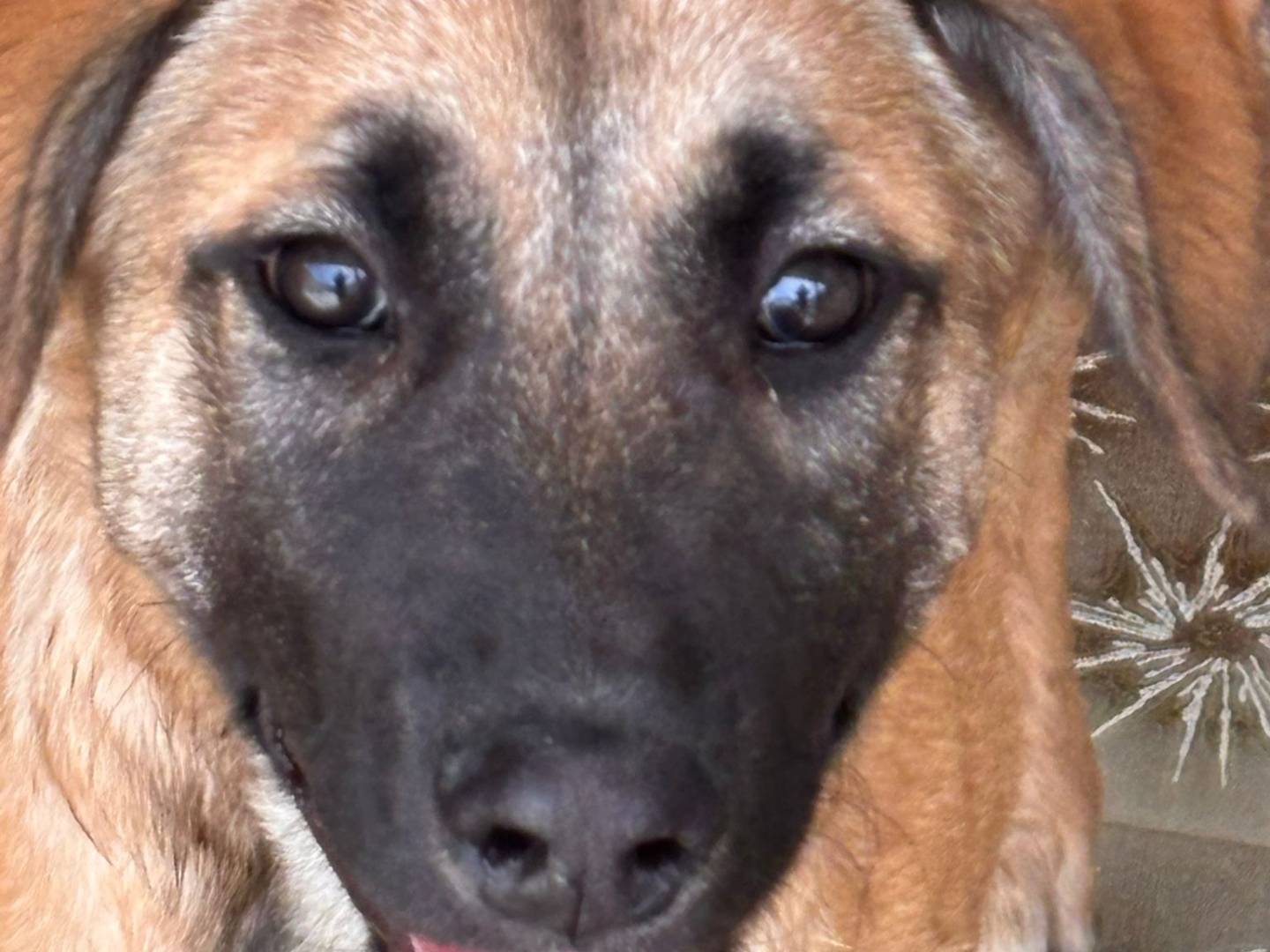 Adotta un cane, maschio, 3 mesi, Ragusa