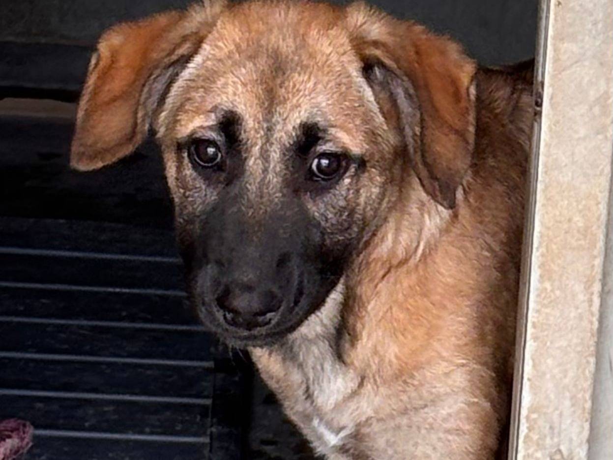 Adozione cane, maschio, Razza sconosciuta Razza sconosciuta, 3 mesi, taglia grande, Ragusa