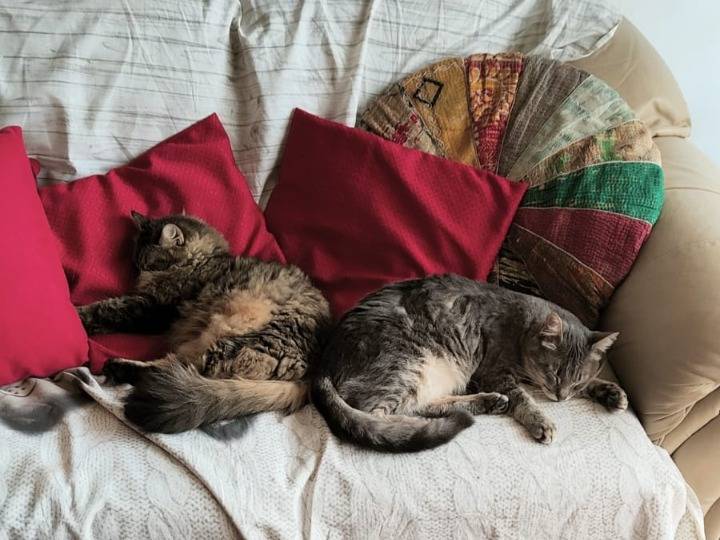 Adozione gatto, maschio, Razza sconosciuta Razza sconosciuta, 2 anni e 7 mesi, taglia non valida, Roma