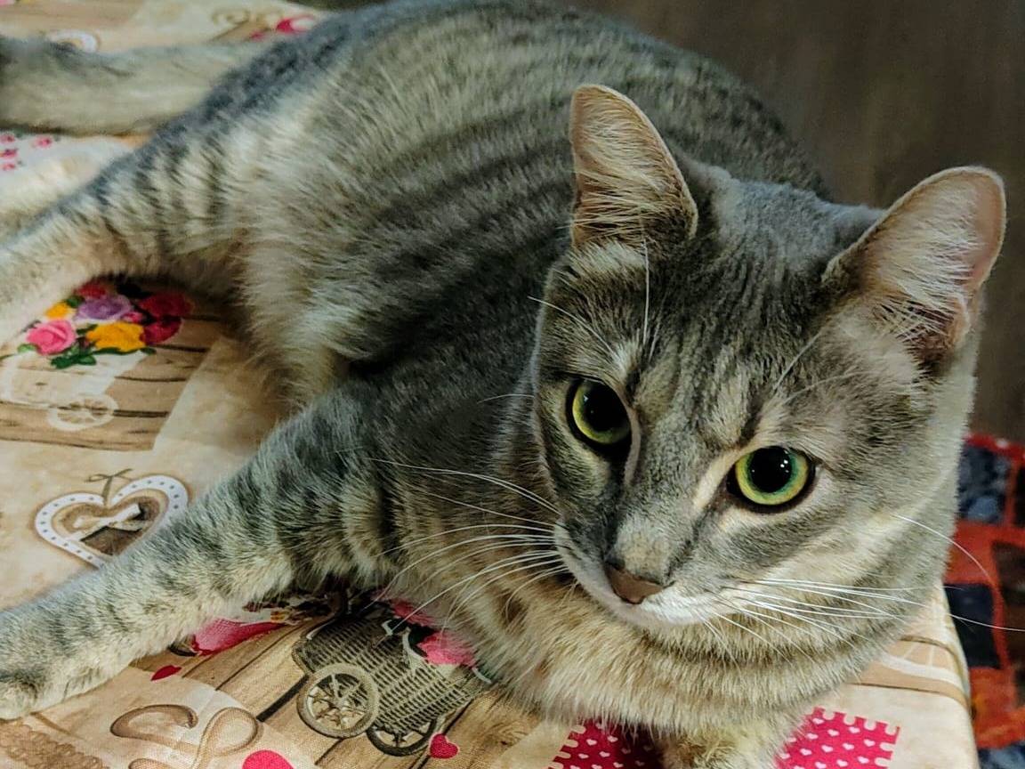 Adotta un gatto, maschio, 2 anni e 7 mesi, Roma