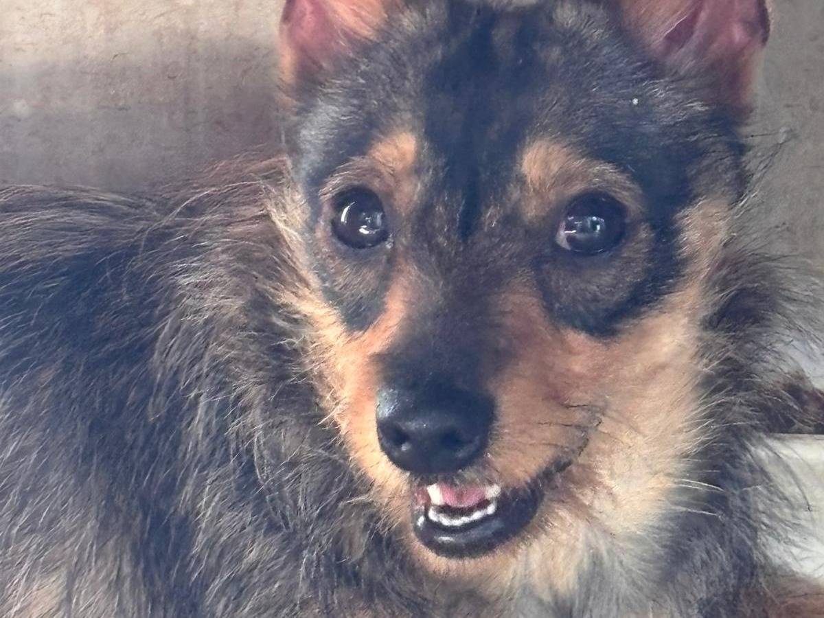 Adozione cane, femmina, Yorkshire Terrier Razza sconosciuta, 2 anni e 1 mese, taglia piccola, Ragusa