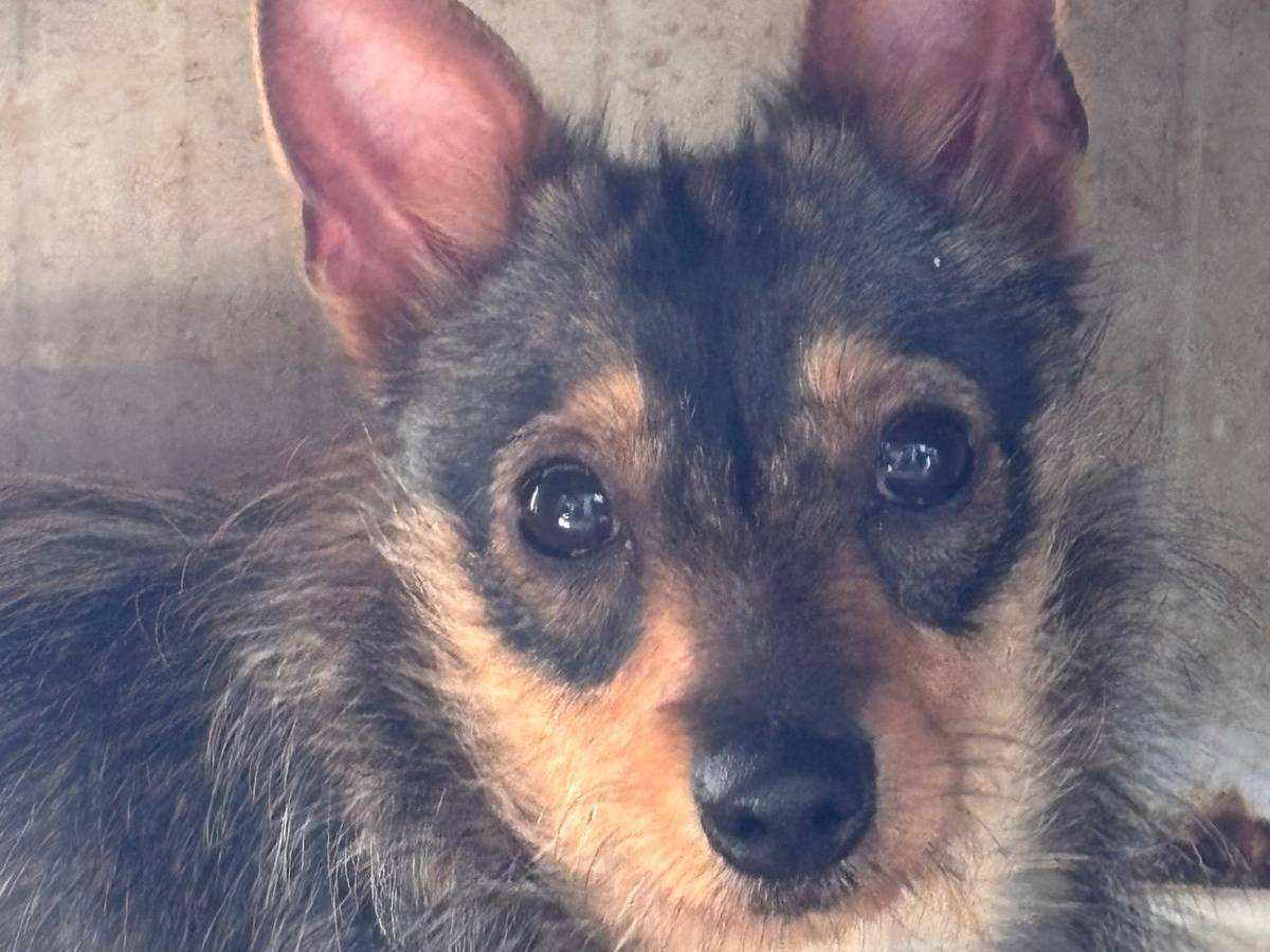 Adotta un cane, femmina, 2 anni e 1 mese, Ragusa