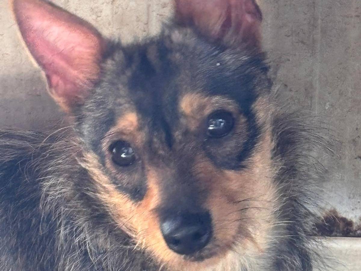 Adotta un cane, taglia piccola, femmina, Ragusa