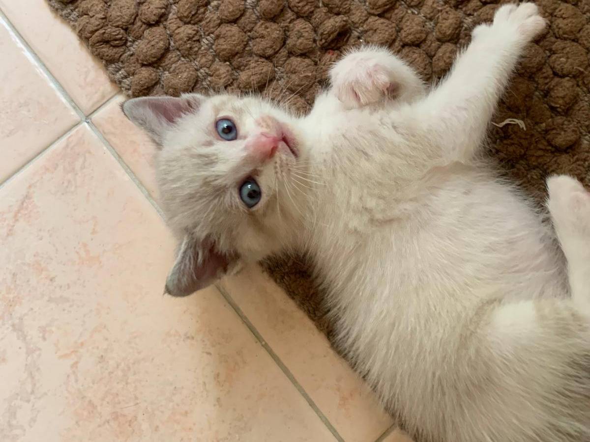 Adotta un gatto, maschio, 1 mesi, Trapani