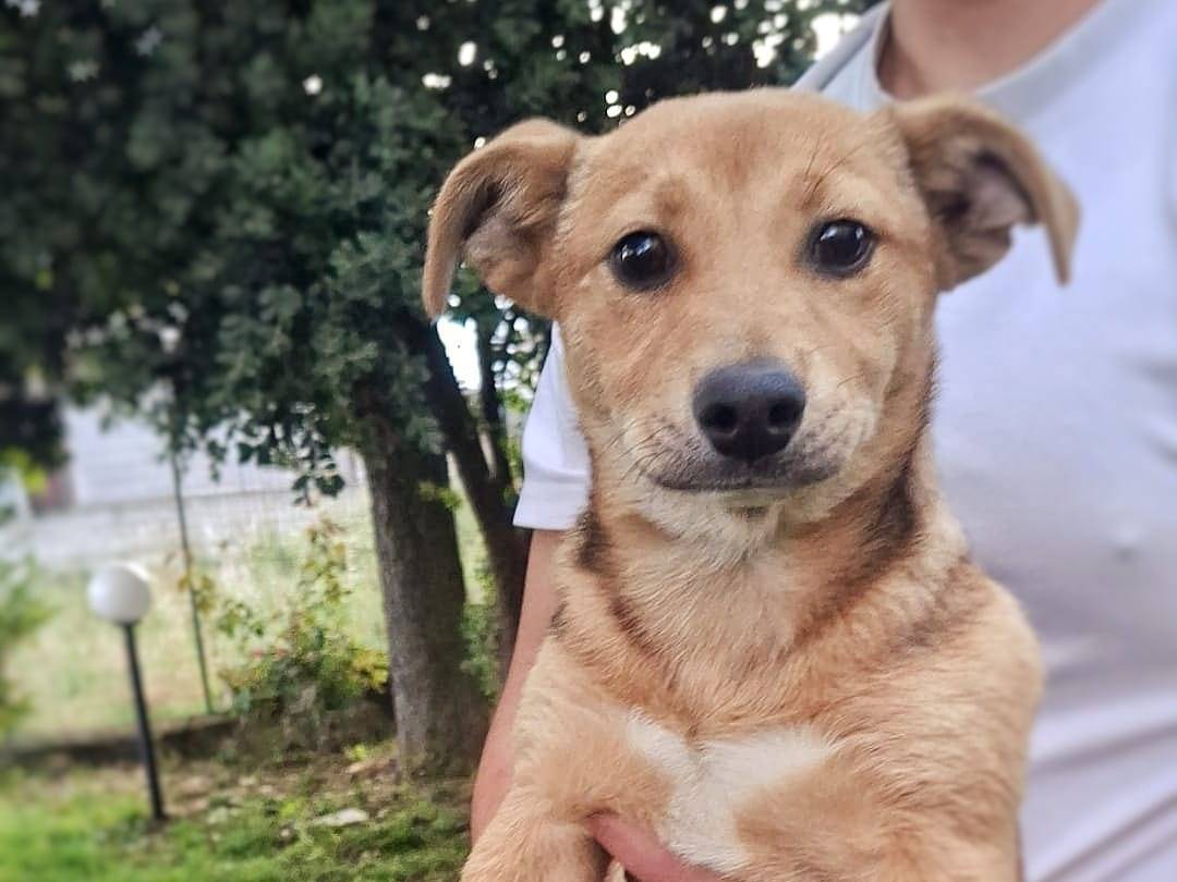 Adotta un cane, femmina, 4 mesi, Crotone