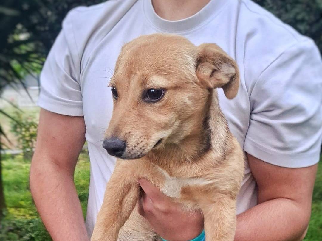 Adotta un cane, taglia media contenuta, femmina, Crotone