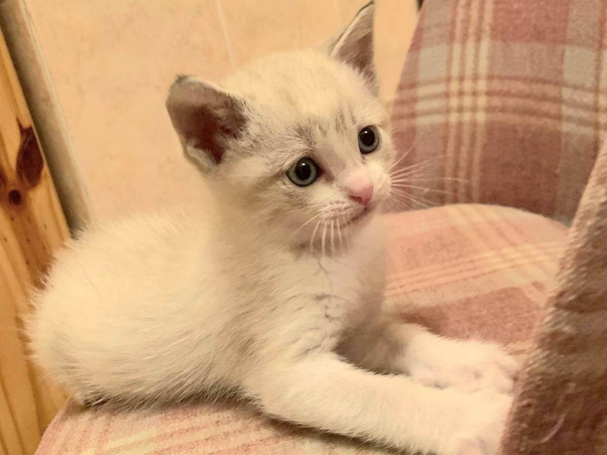 Adozione gatto, maschio, Razza sconosciuta Razza sconosciuta, 1 mesi, taglia non valida, Trapani