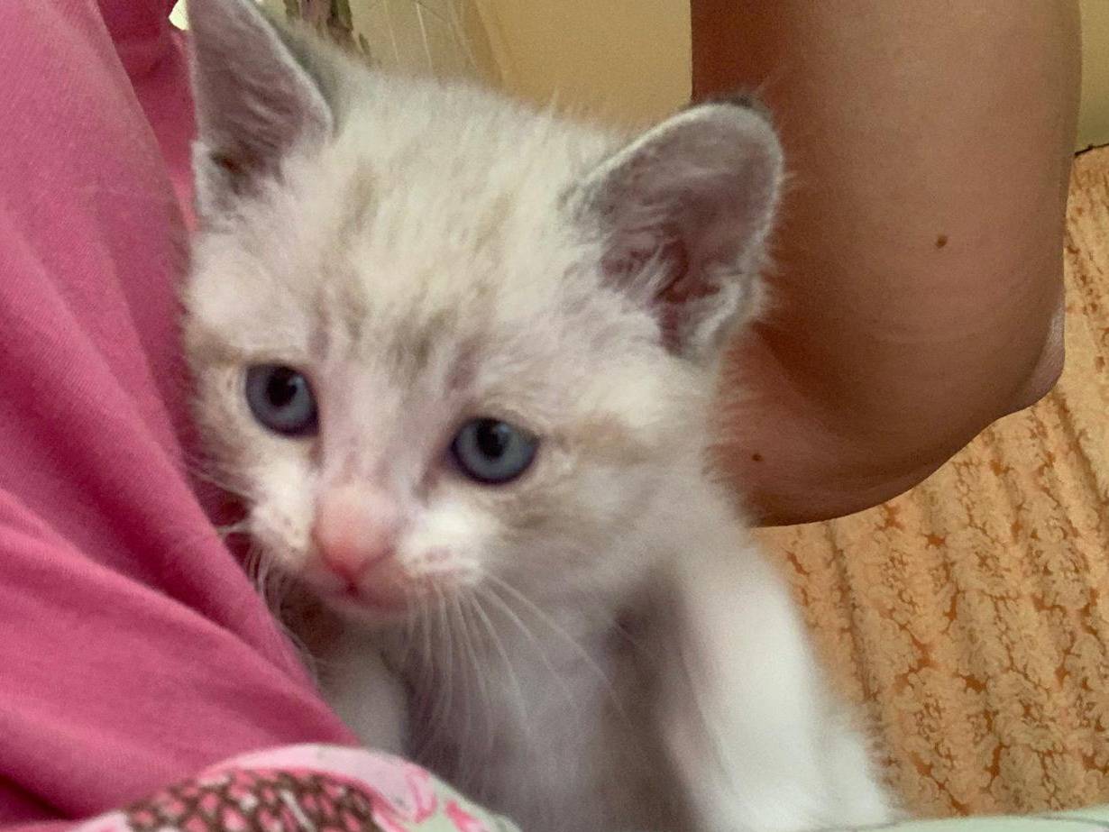 Adotta un gatto, taglia non valida, maschio, Trapani
