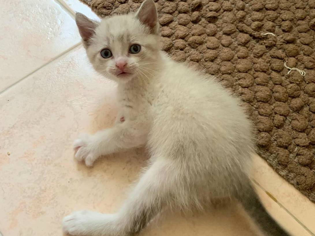 Vuoi adottare un gatto a Trapani?