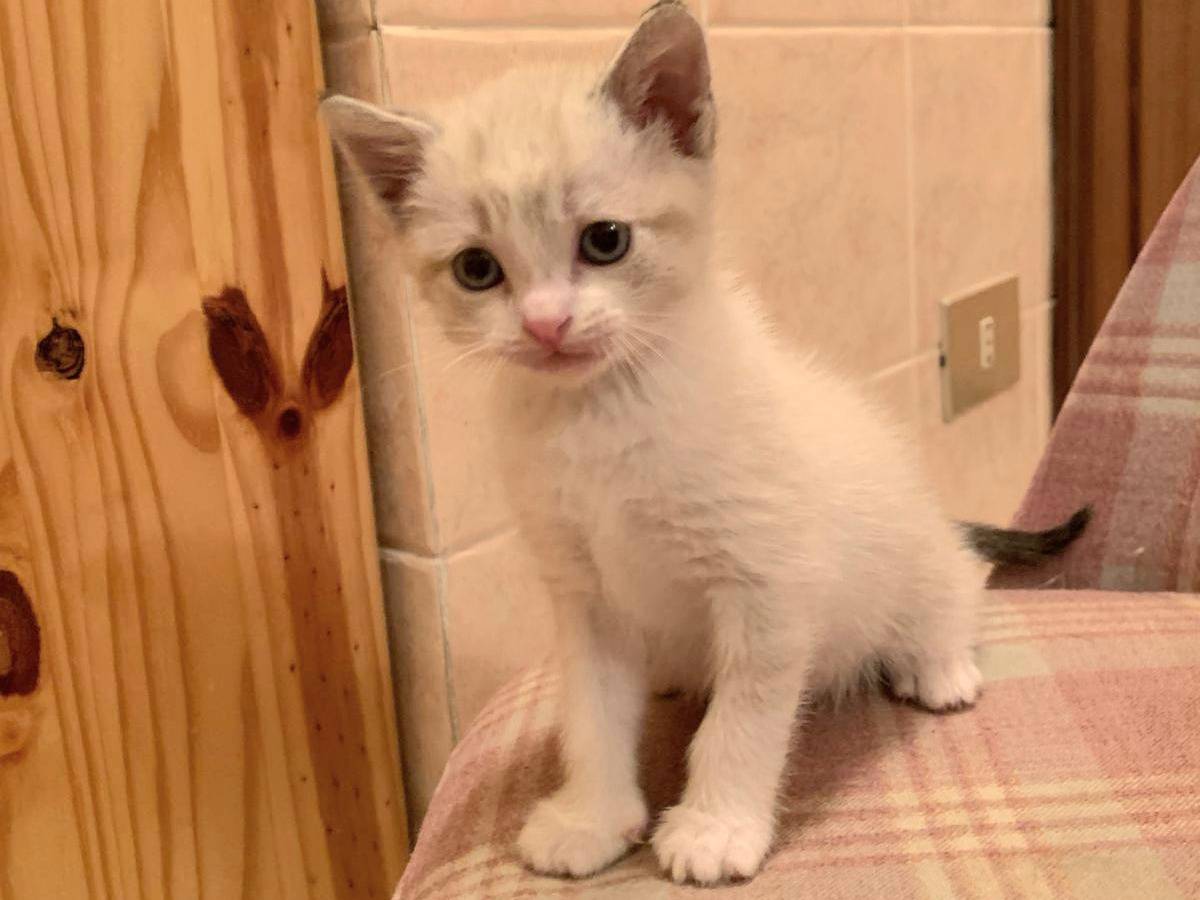 Adotta il gatto Kiwi a Trapani