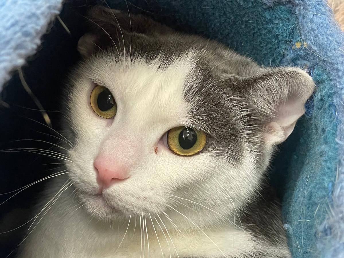 Adozione gatto, maschio, Razza sconosciuta Razza sconosciuta, 7 mesi, taglia non valida, Bari