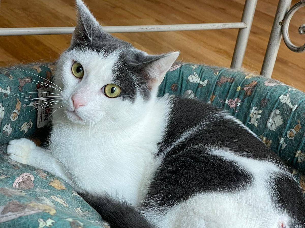 Adotta un gatto, maschio, 7 mesi, Bari