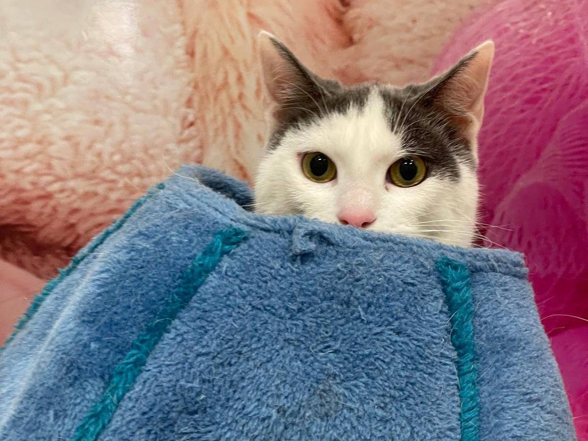 Adotta un gatto, taglia non valida, maschio, Bari