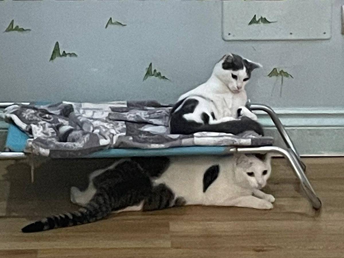 Adotta il gatto Sciangattò a Bari