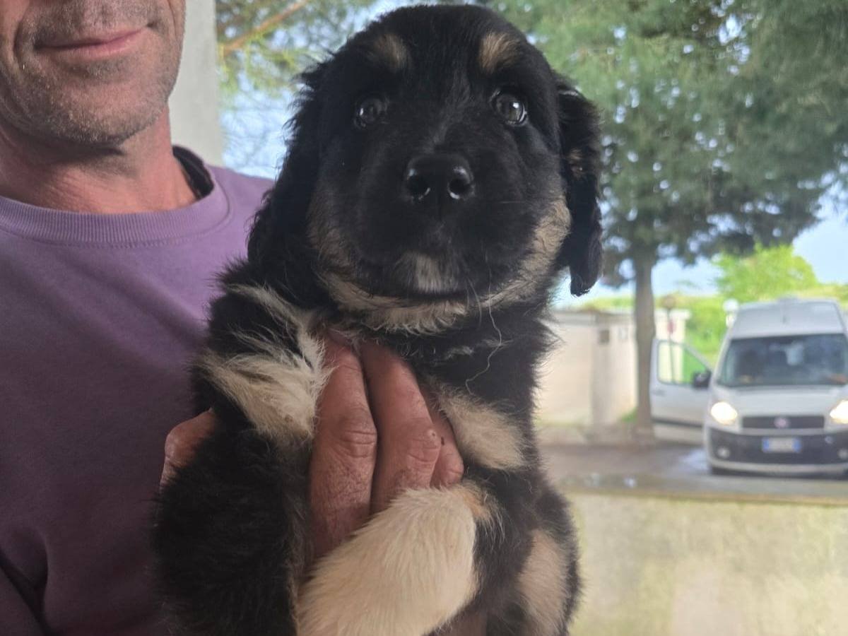 Adotta un cane, femmina, 3 mesi, Taranto