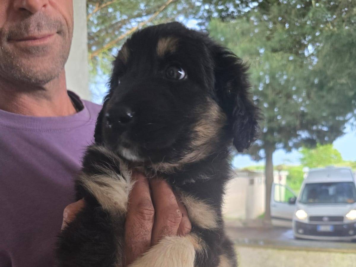 Adotta un cane, taglia grande, femmina, Taranto