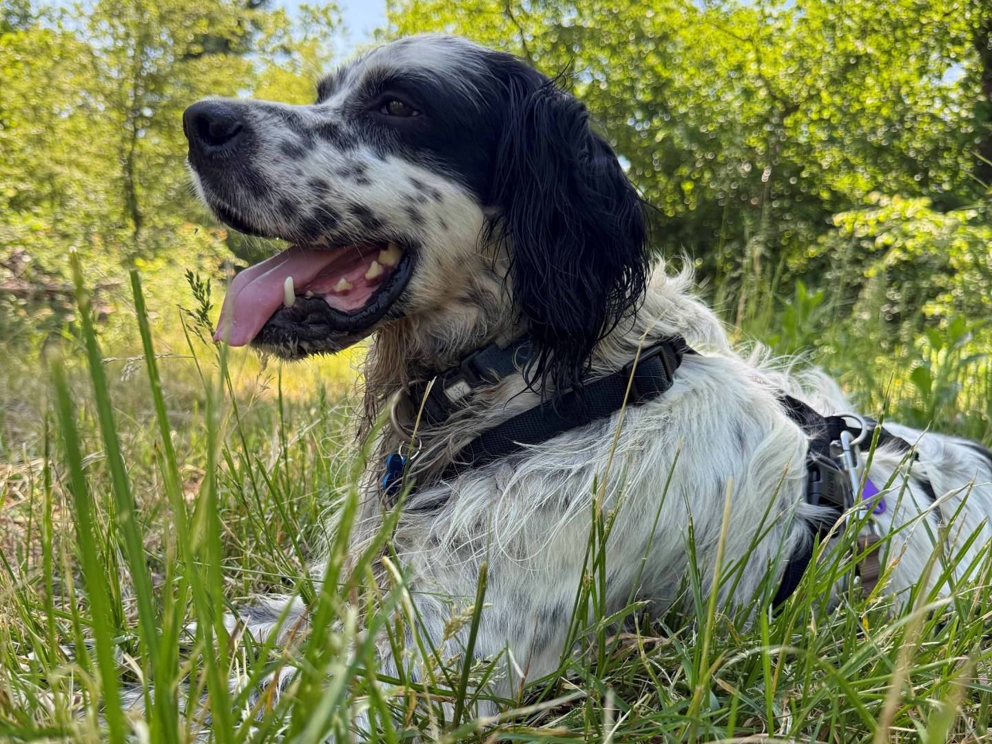 Adozione cane, maschio, Setter Inglese Razza sconosciuta, 4 anni e 1 mese, taglia media, Milano