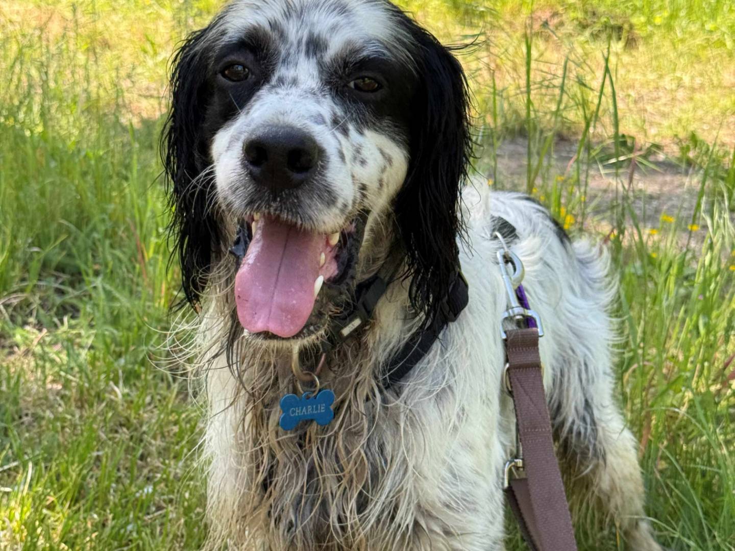 Adotta un cane, maschio, 4 anni e 1 mese, Milano