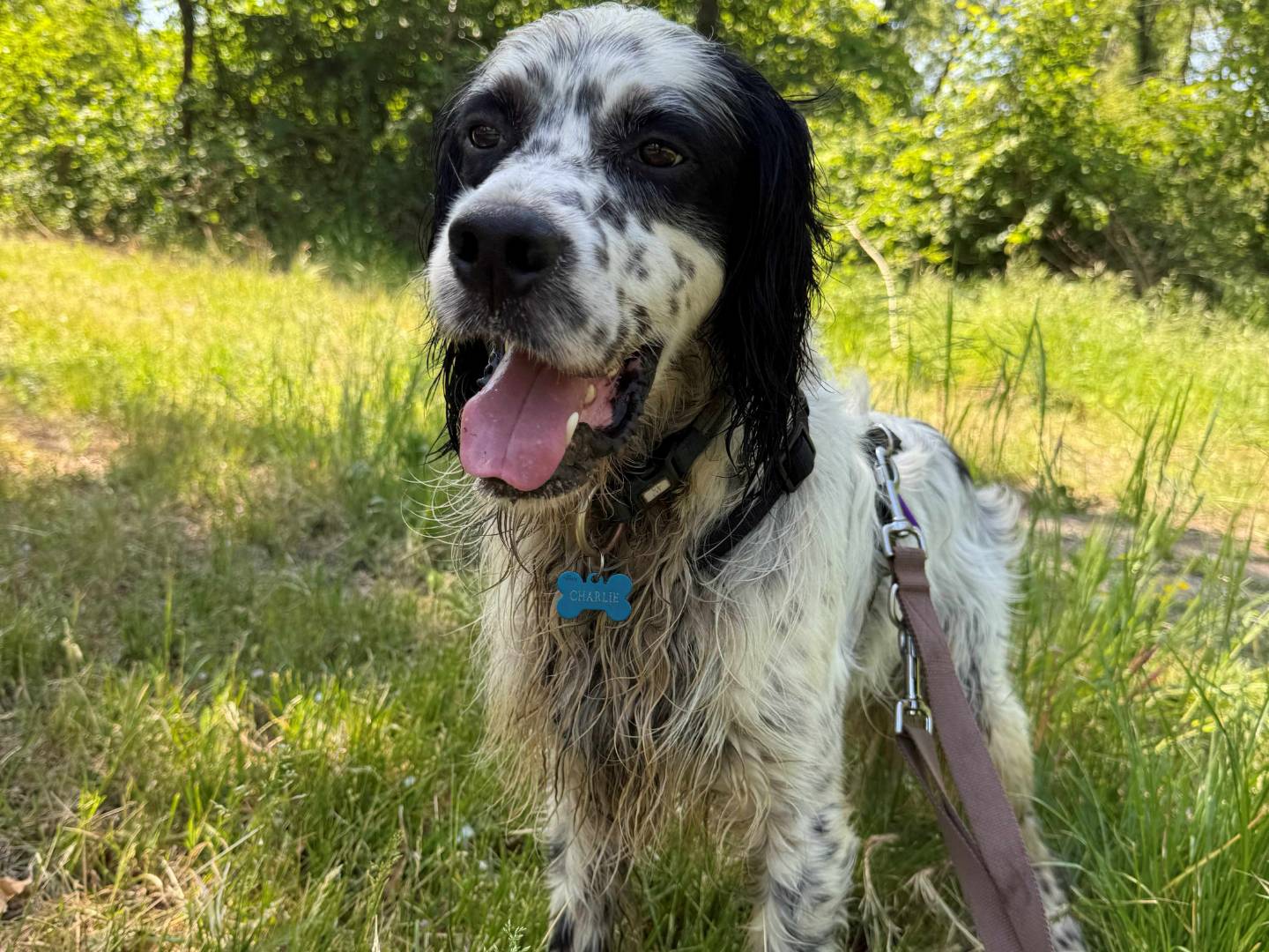 Adotta un cane, taglia media, maschio, Milano