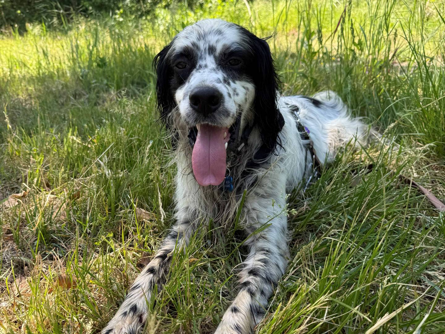 Vuoi adottare un cane a Milano?