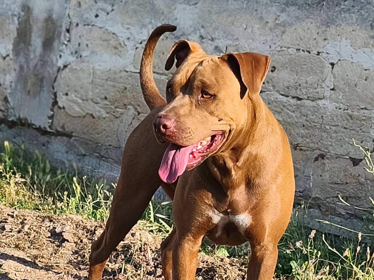 Vuoi adottare un cane a Bari?