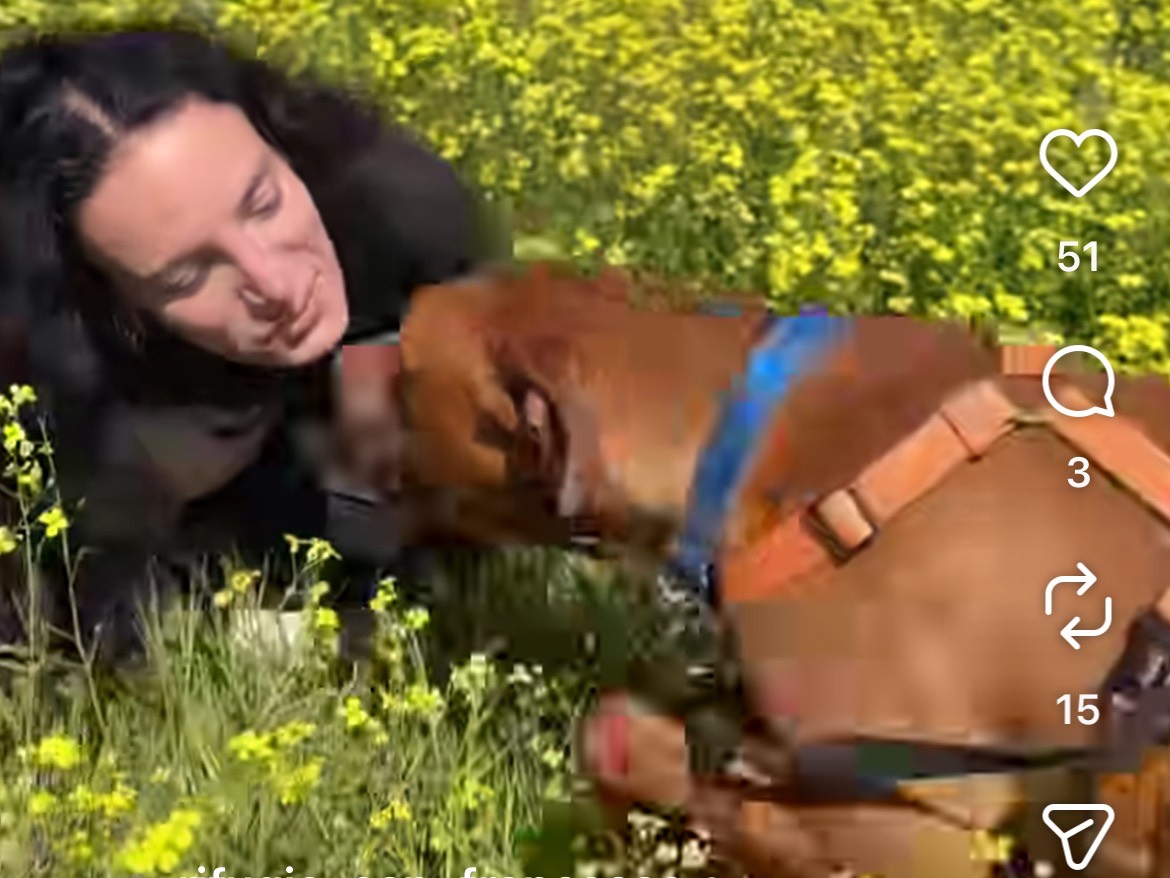 Vuoi adottare un cane a Caserta?