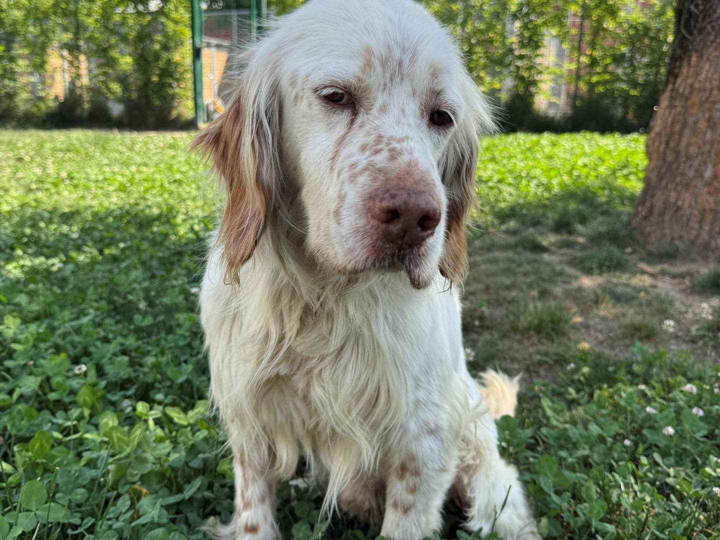 Adozione cane, maschio, Setter Inglese Razza sconosciuta, 7 anni e 10 mesi, taglia media, Milano