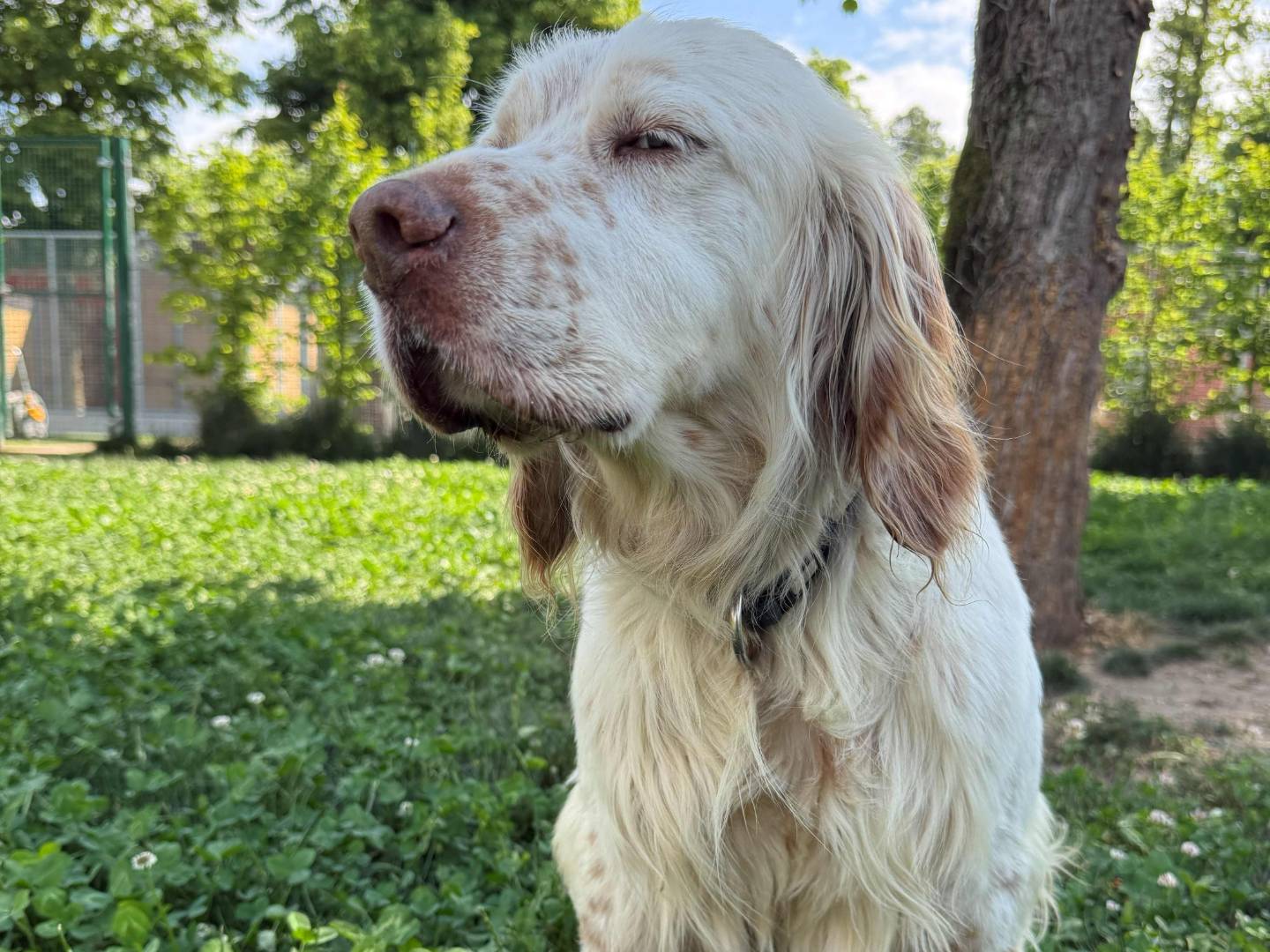 Adotta un cane, maschio, 7 anni e 10 mesi, Milano