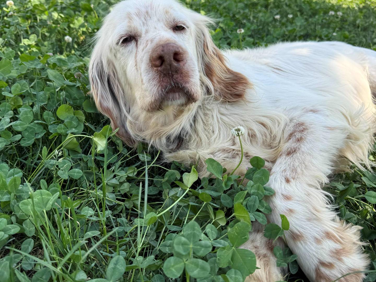 Adotta un cane, taglia media, maschio, Milano