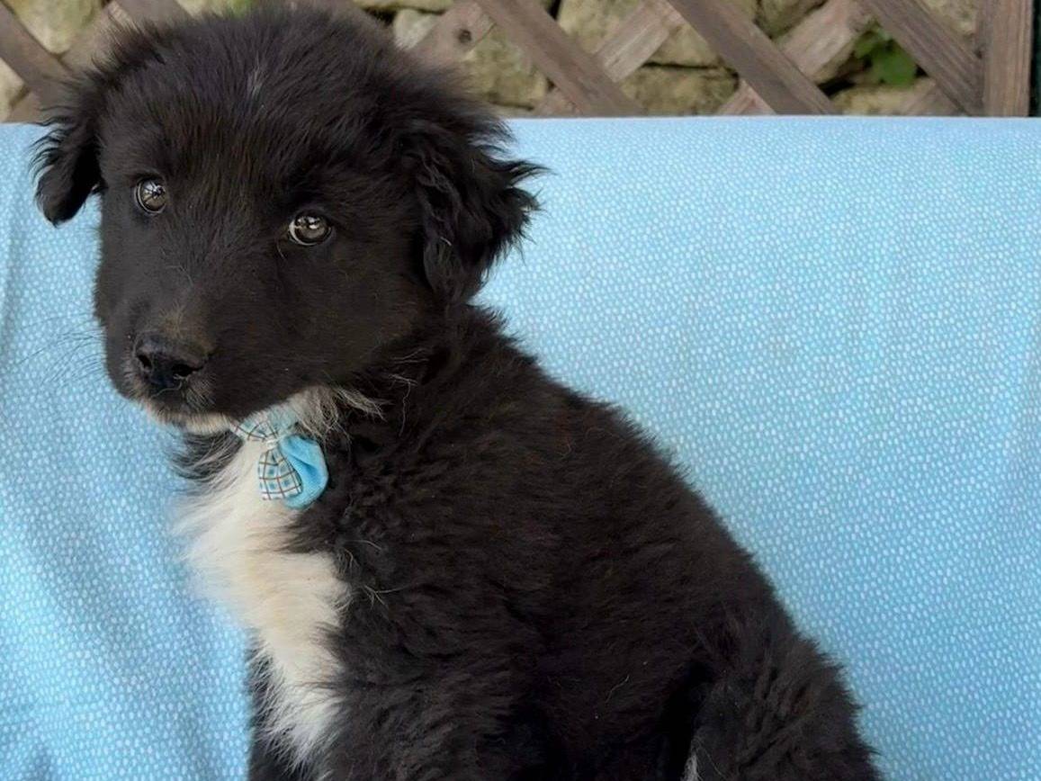 Adozione cane, maschio, Razza sconosciuta Razza sconosciuta, 3 mesi, taglia media, Siracusa