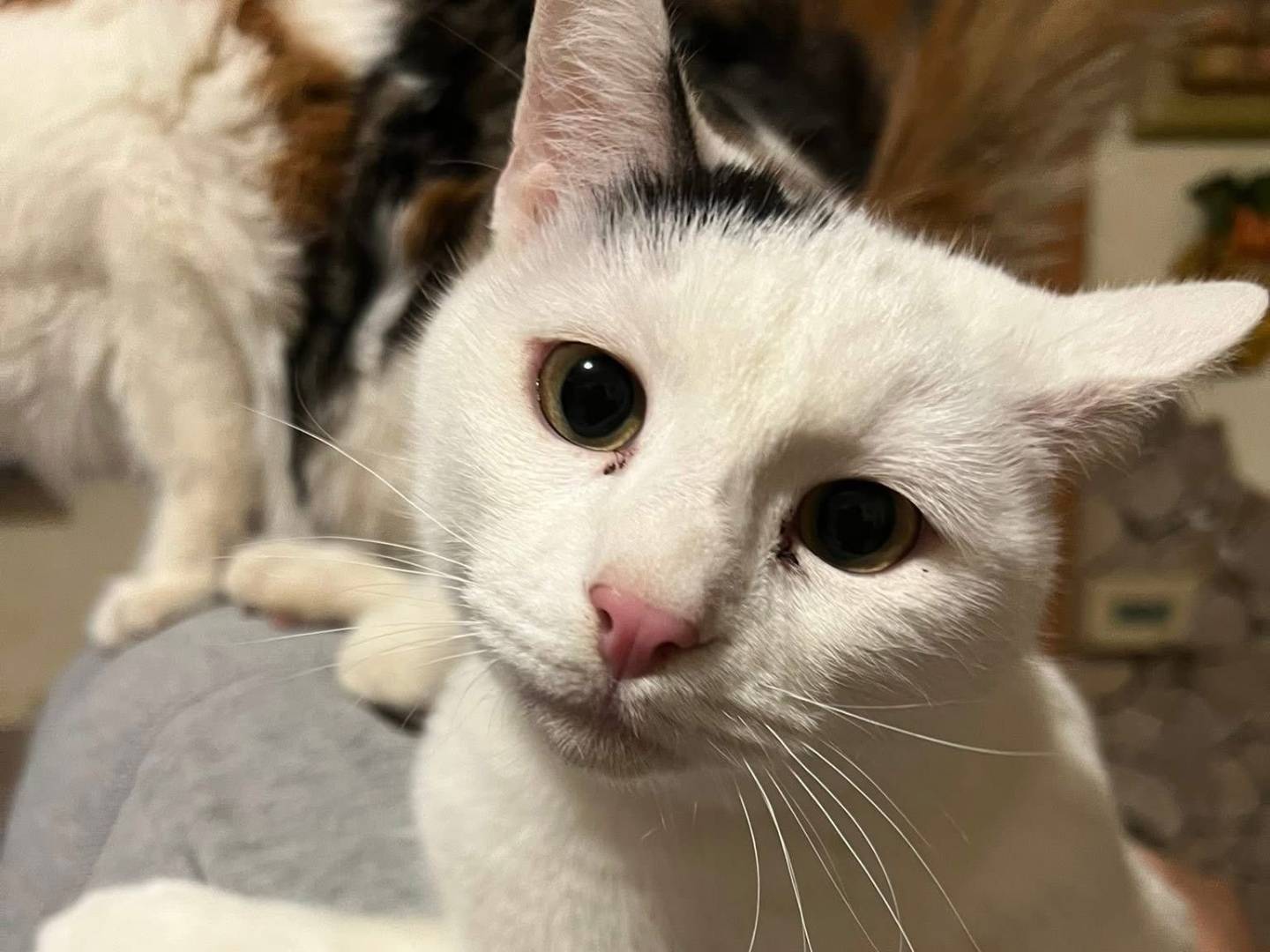 Adozione gatto, femmina, Razza sconosciuta Razza sconosciuta, 10 mesi, taglia non valida, Teramo