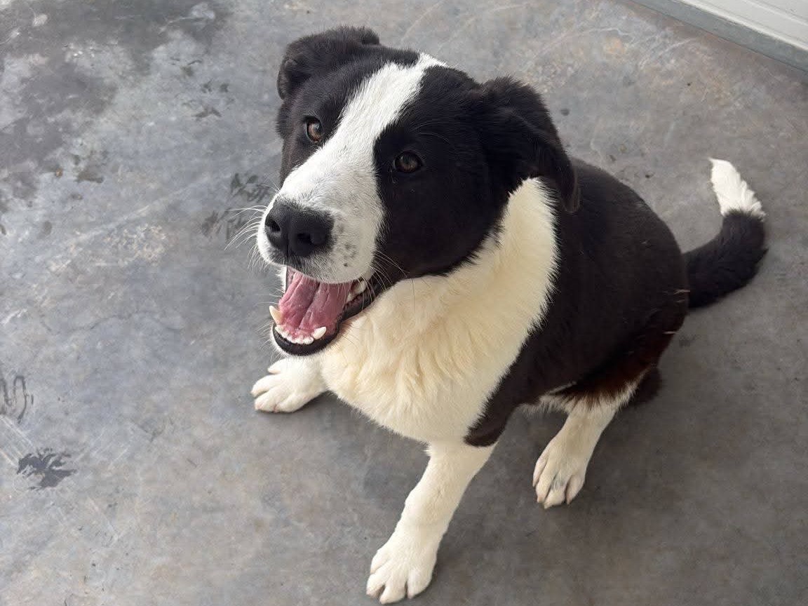 Adozione cane, maschio, Border Collie Razza sconosciuta, 7 mesi, taglia media, Caltanissetta