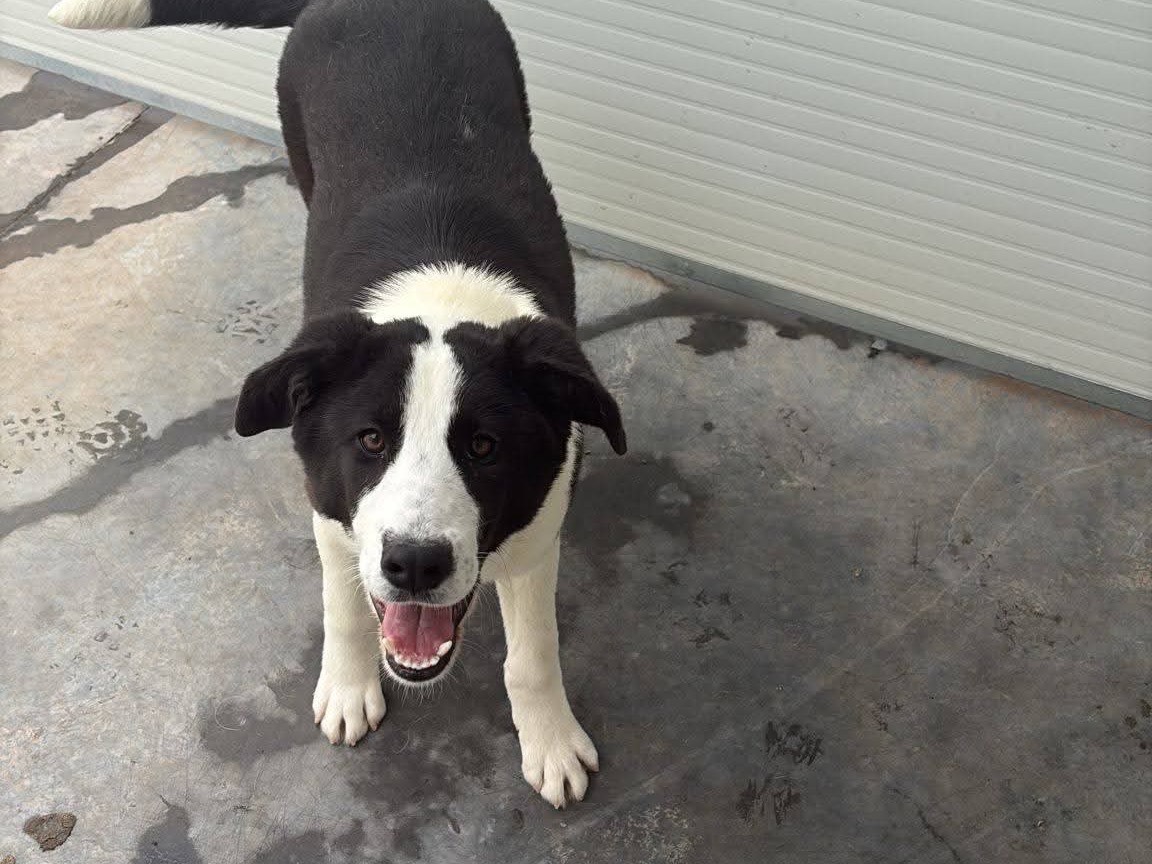 Adotta un cane, maschio, 7 mesi, Caltanissetta