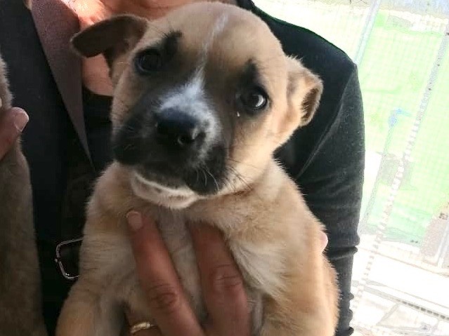 Adozione cane, femmina, Razza sconosciuta Razza sconosciuta, 3 mesi, taglia media, Caltanissetta