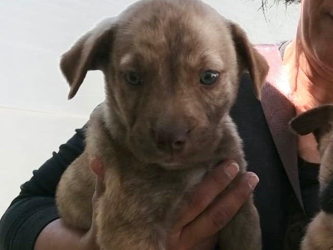 Adozione cane, femmina, Razza sconosciuta Razza sconosciuta, 2 mesi, taglia media, Caltanissetta
