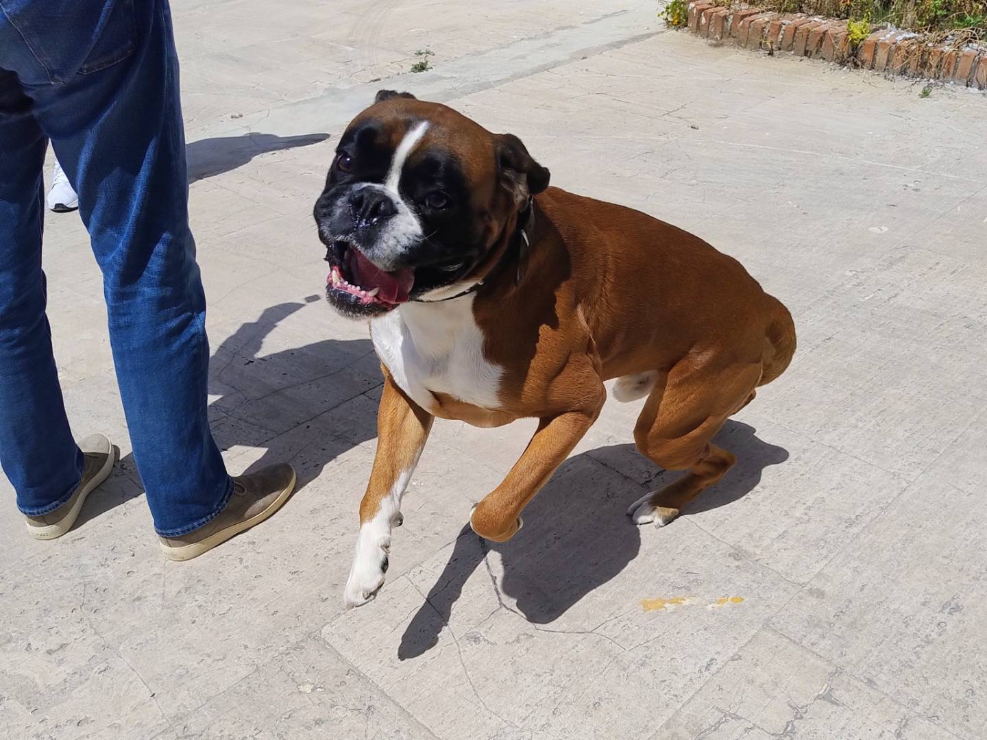 Adozione cane, maschio, Boxer Razza sconosciuta, 2 anni e 11 mesi, taglia grande, Trapani
