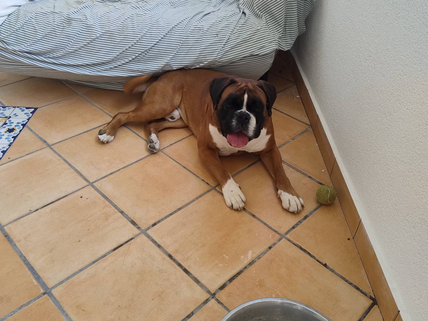Adotta un cane, maschio, 2 anni e 11 mesi, Trapani