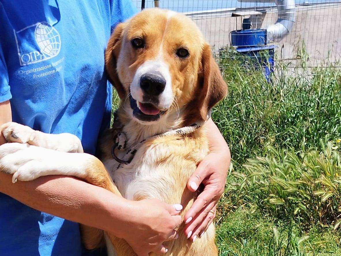 Adozione cane, femmina, Razza sconosciuta Razza sconosciuta, 3 anni e 4 mesi, taglia media, Bergamo