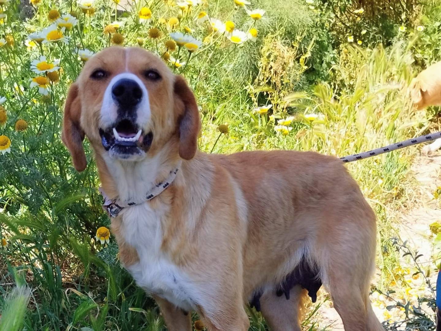 Adotta un cane, femmina, 3 anni e 4 mesi, Bergamo