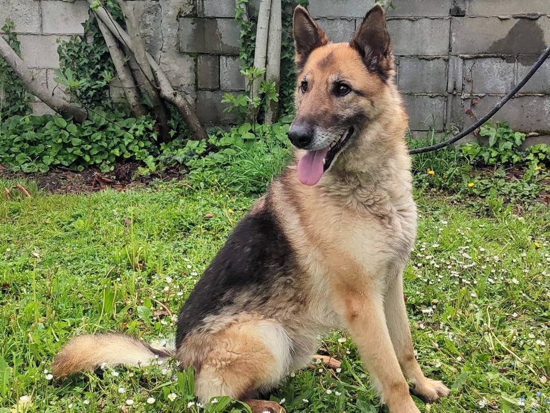 Adotta un cane, maschio, 8 anni e 2 mesi, Milano