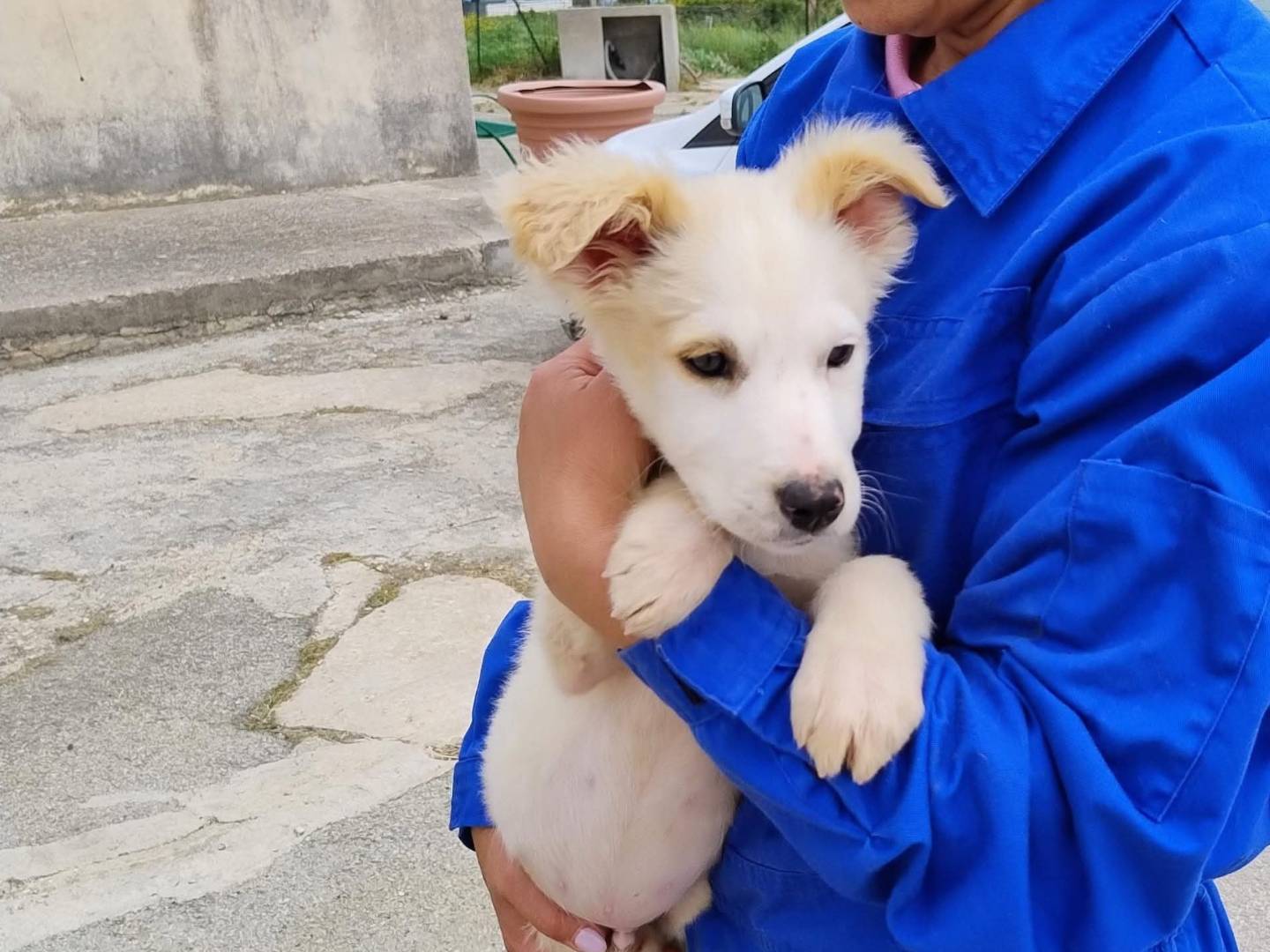 Adozione cane, maschio, Razza sconosciuta Razza sconosciuta, 3 mesi, taglia media, Bergamo