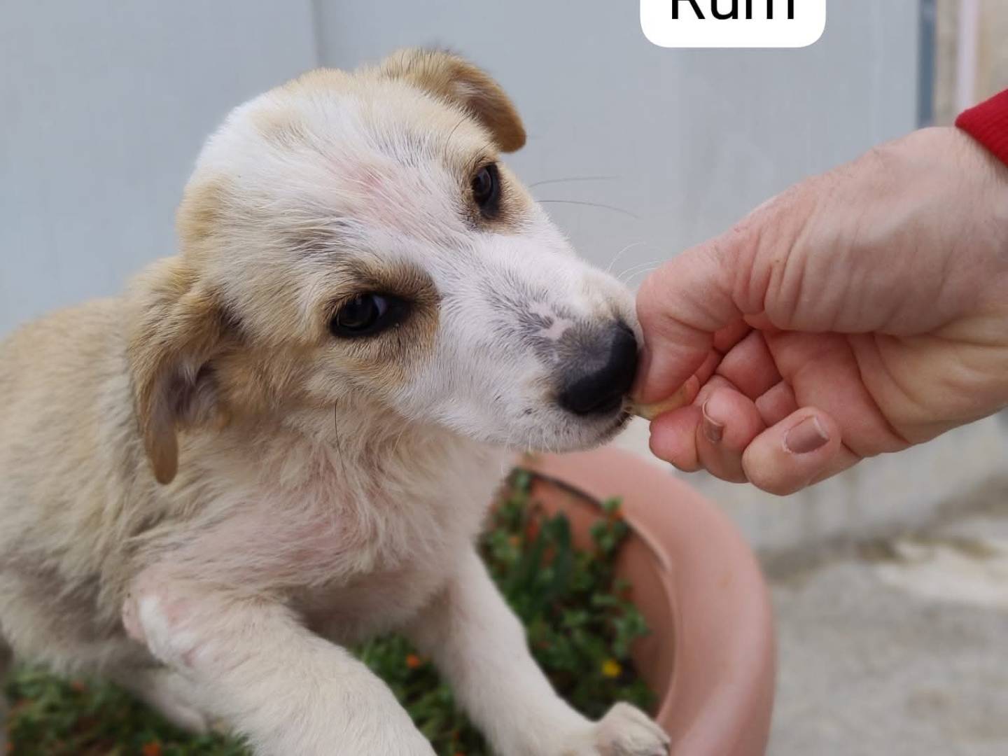 Adotta un cane, maschio, 3 mesi, Bergamo