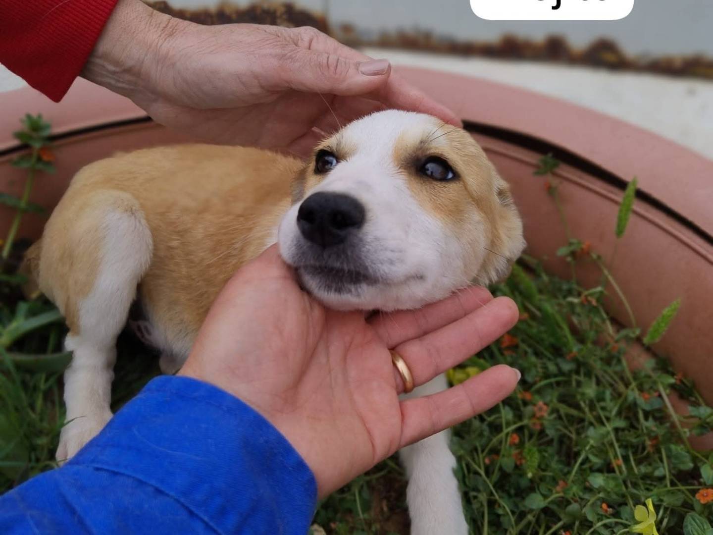 Adotta un cane, taglia media, maschio, Bergamo