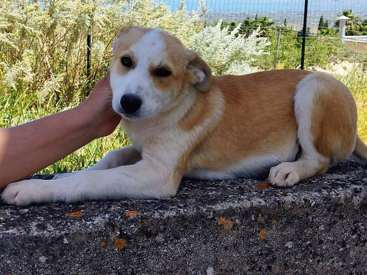 Vuoi adottare un cane a Bergamo?