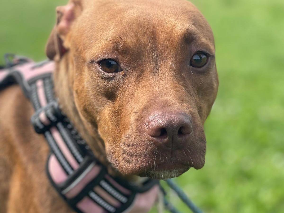 Adotta un cane, femmina, 1 anno e 6 mesi, Milano