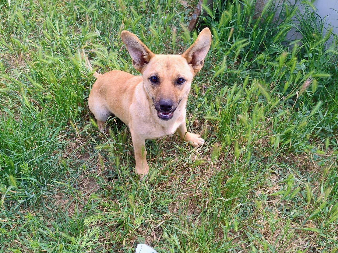 Adotta un cane, maschio, 7 mesi, Varese